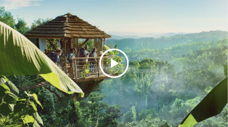 McDonald's / Jungle